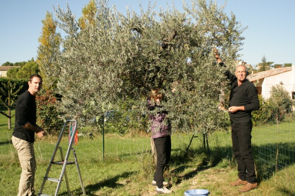 Hand picking the olives.  Manual labour - nothing like it.  